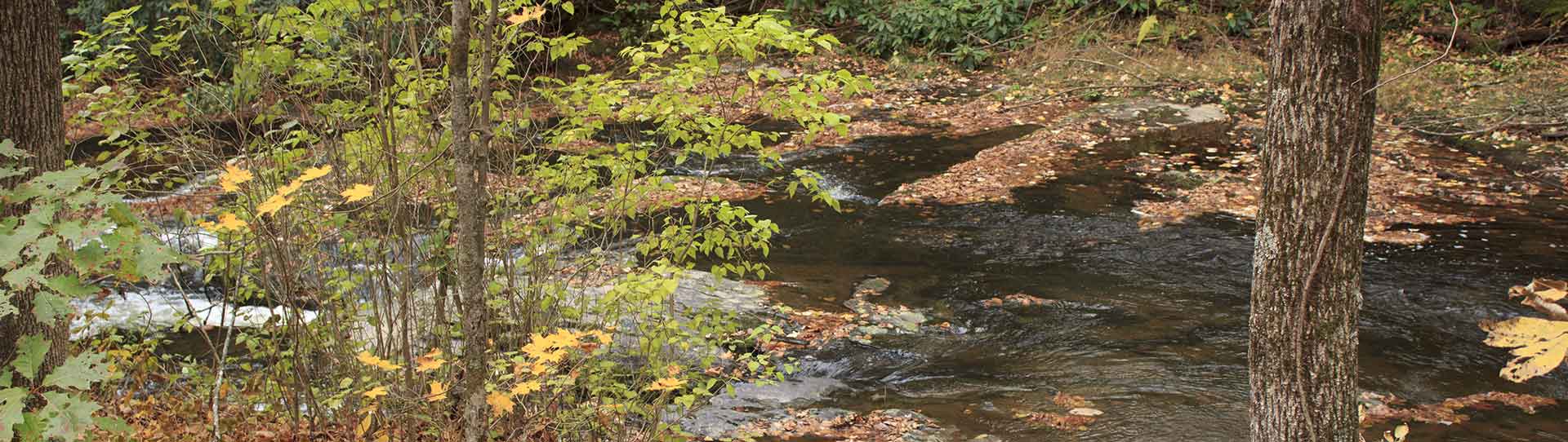 Forest stream